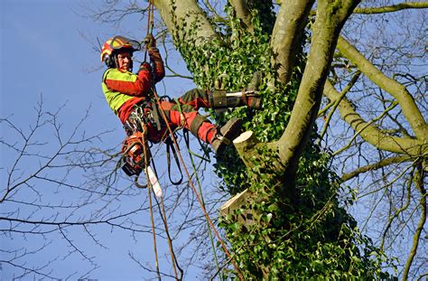 best tree trimming service near me|list of local tree trimmers.